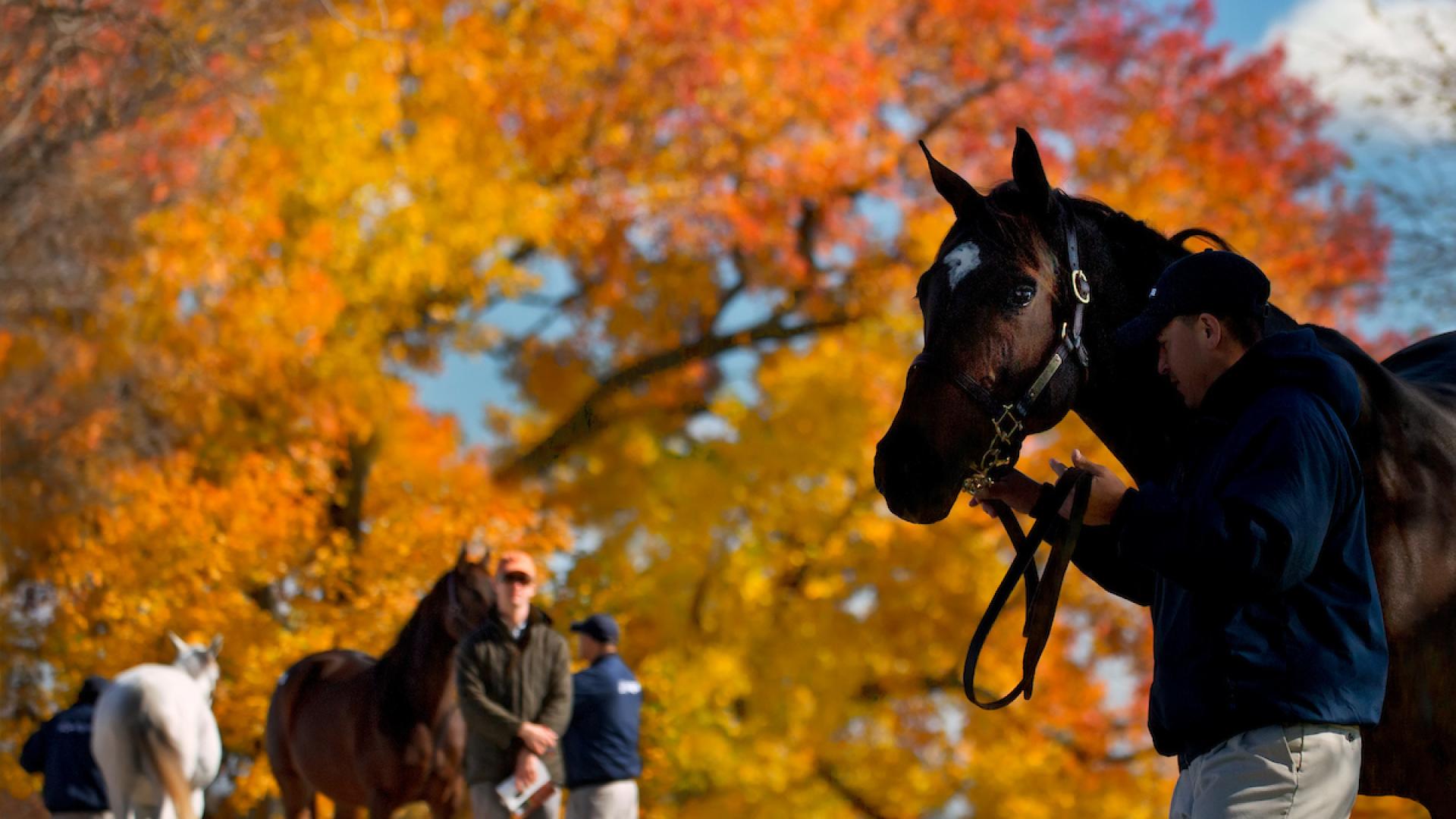 fall color and horses