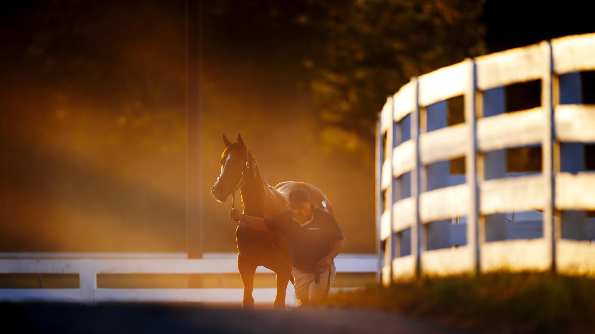 horse