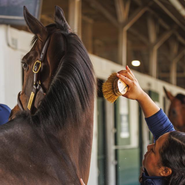 grooming a horse