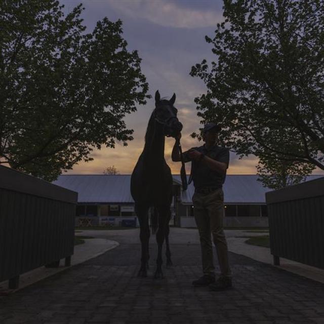 walking horse at sunrise