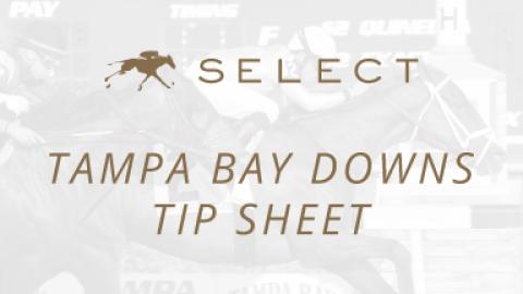 Tampa Bay Downs Tip Sheet