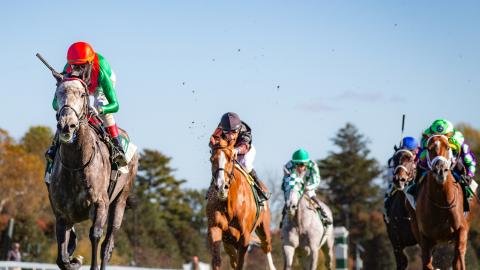 rood and riddle dowager