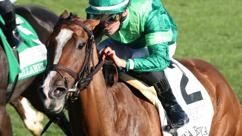 Gina Romantica running in the 39th Queen Elizabeth II Challenge Cup (G1)