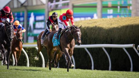 Buchu, Appalachian, 4-6-24