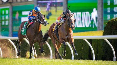 schrwarzenegger horse