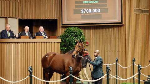 taylor swifter horse