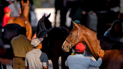 september sale horse
