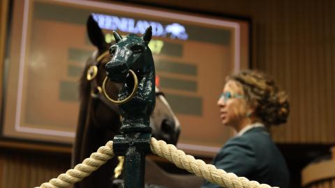horse in ring