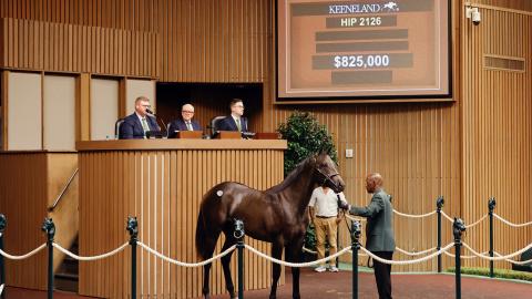 825,000 horse