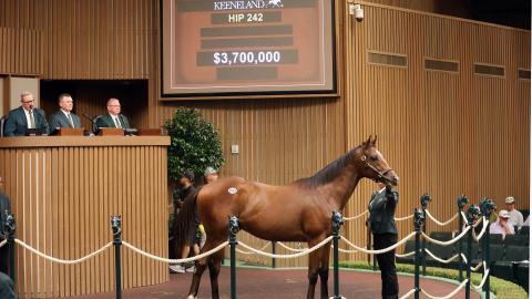 hip242