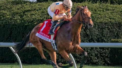 Expensive Queen (IRE)