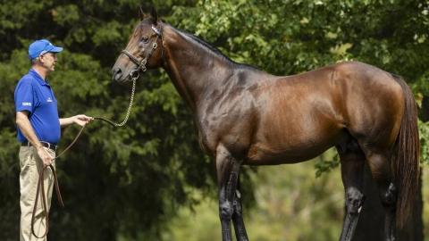 nyquist