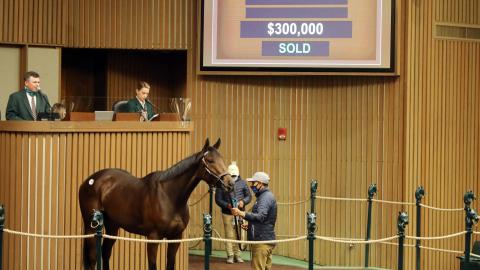 Keeneland November Sale