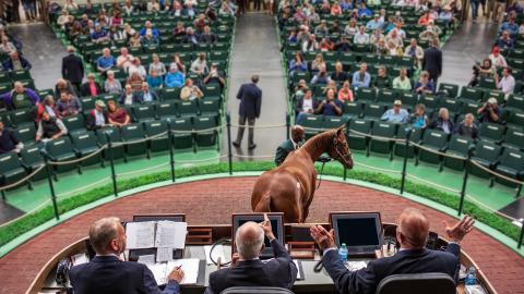 World's Yearling Sale