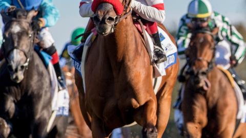 Lady Prancealot (IRE)