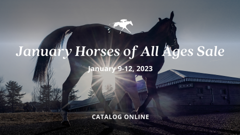 January horses of all ages sale